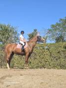 Jument selle francais A 