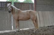 Merrie AES Anglo European Studbook Te koop 2021 Palomino ,  Misterio