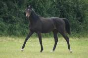 Hongre Selle Fran&ccedil;ais 2025 Dressage 