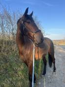 A vendre kolt du chatelier