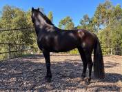 Cheval Frison 6 ans 
