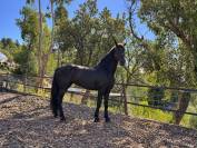 Cheval Frison 6 ans 