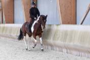 Jument de CSO &ndash; 10 ans