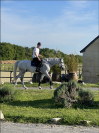 Cheval &agrave; vendre &ndash; Selle Fran&ccedil;ais &ndash; 11 ans &ndash; CSO 130 cm