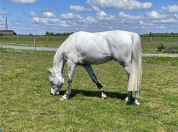 Cheval &agrave; vendre &ndash; Selle Fran&ccedil;ais &ndash; 11 ans &ndash; CSO 130 cm