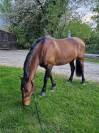 PRE 14 ans - R&eacute;gion Hainaut (Charleroi)