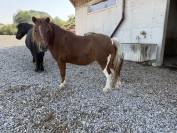Colinette &ndash; Ponette Shetland cherche une famille active