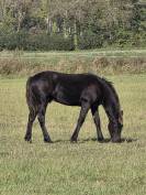 Magnifique poulain Frison PP disponible 