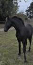Magnifique poulain Frison PP disponible 
