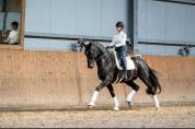 FALCAO | FEI Dressage Horse for Sale | &euro;66,000