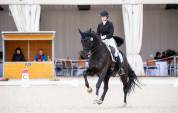 FALCAO | FEI Dressage Horse for Sale | &euro;66,000