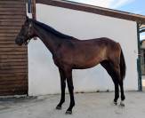 Poulain SF origines Dressage