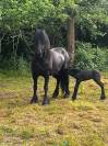 Pouliche frisonne 