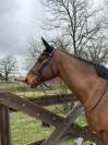 Recherche demi pension cheval polyvalent 