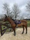 Recherche demi pension cheval polyvalent 