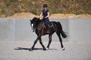 Hongre CSO noir 12 ans niv. 130-135cm