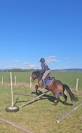 Poney New Forest
