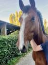 Hongre 7 ans CSO