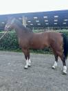 Hongre 7 ans CSO