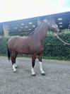 Hongre 7 ans CSO