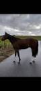 Cheval 5 ans loisir sportif 