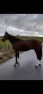 Cheval 5 ans loisir sportif 