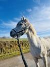Ponette de 11 ans