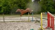 Future poney de Grand Prix 