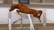 Future poney de Grand Prix 