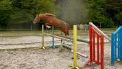Future poney de Grand Prix 