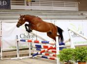 Future poney Asp2/Asp1