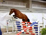 Future poney Asp2/Asp1