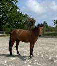 Jument SF de 6 ans pour reproduction