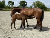 Jument SF de 6 ans pour reproduction