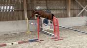 Jument SF de 6 ans pour reproduction