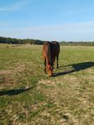 Ponette fran&ccedil;ais de selle 