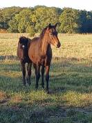 M&acirc;le new forest disponible au sevrage