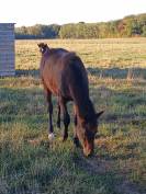 M&acirc;le new forest disponible au sevrage