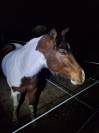 Paint horse PP