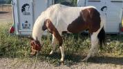 Paint horse PP