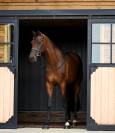 Castrone KWPN Cavallo da Sport Neerlandese In vendita 2017 Baio ,  Expression