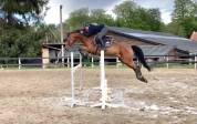 QUENELLE D'ARCHONFOSSE, 10Y, Jument&nbsp;CSO