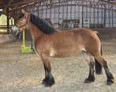 A vendre Jument demi trait 