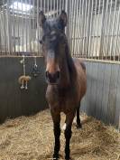 Poulain PFS 1 an