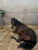 Poulain PFS 1 an