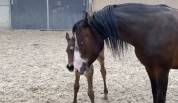 Ponette PFS 