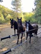 Ponette PFS 