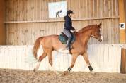 Hongre 8 ans Balou x Le Tot 