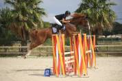 Hongre 8 ans Balou x Le Tot 