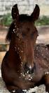 Foal Z 